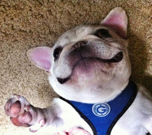 《Sir Charles Barkley》滿足漾滿點鬥牛犬～可惡想捏耶