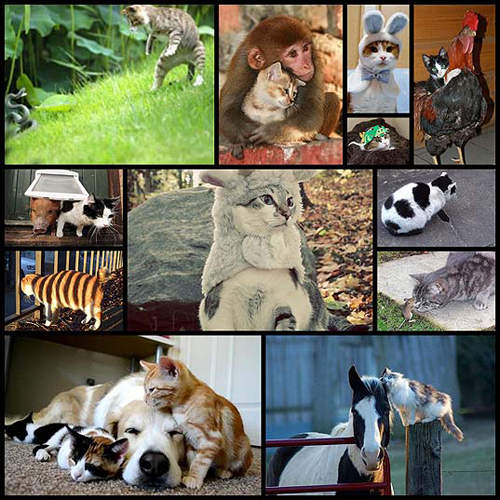 《貓版12生肖》今年是什麼年～你知道嗎？