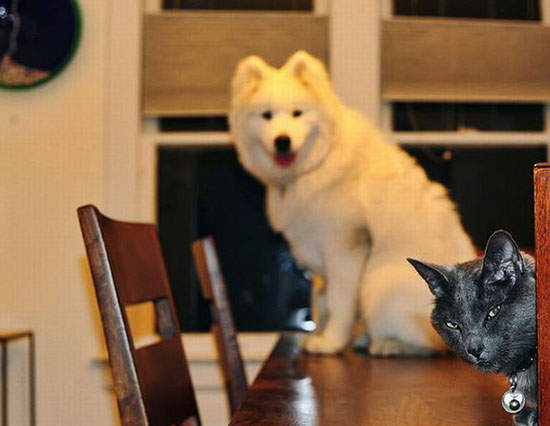 《意外入鏡動物》趴兔～自相殘殺篇