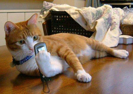 《喵的～貓咪手機座》我撐住了～