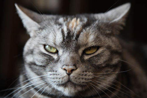 《貓的飛機耳》阿～你是看夠了沒！（瞪）