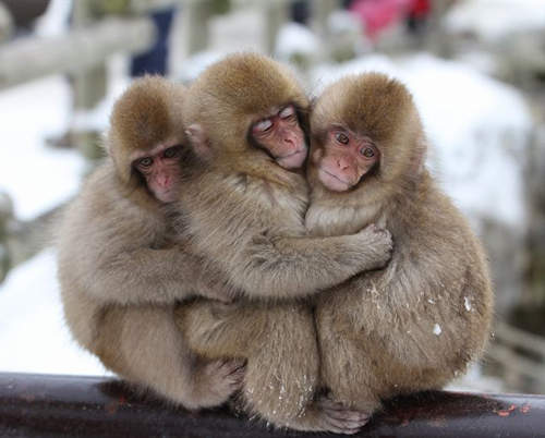 《地獄谷野猿公苑》來這和猴子玩耍吧(●´U`●) 《地獄谷野猿公苑》來這和猴子玩耍吧(●´U`●)