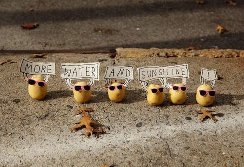 《POTATO無言的抗議》我們也是有馬鈴薯權的！！