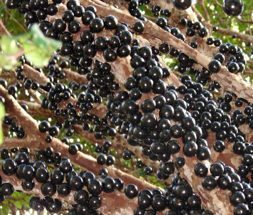 巴西葡萄樹 嘉寶果一粒粒的讓我雞皮疙瘩掉滿地 巴西葡萄樹 嘉寶果一粒粒的讓我雞皮疙瘩掉滿地