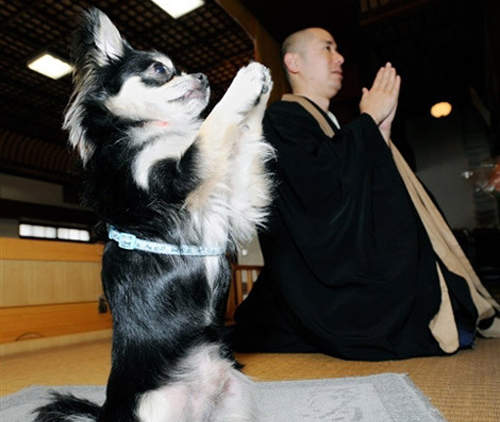 太陽出來才會工作的和尚真是命太好～