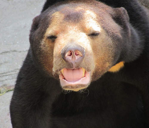 動物園出現身體裡住著歐吉桑靈魂的黑熊(無誤) 動物園出現身體裡住著歐吉桑靈魂的黑熊(無誤)
