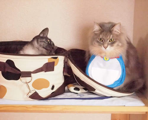 哆啦A夢玩具果然是給貓咪用的(肯定) 哆啦A夢玩具果然是給貓咪用的(肯定)