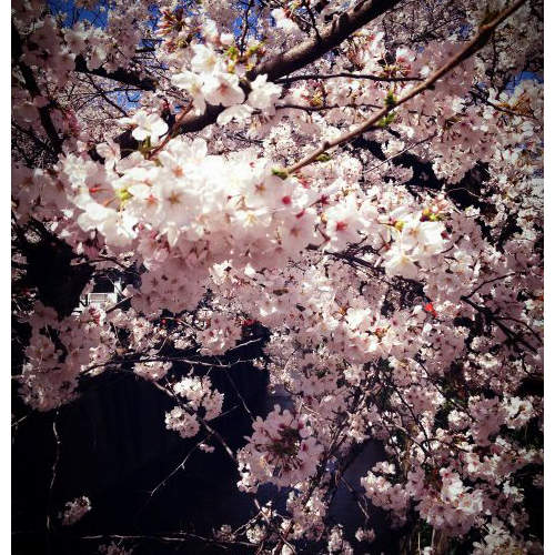 大家心目中的《櫻花季代表歌曲》只是櫻花好像快謝了ww