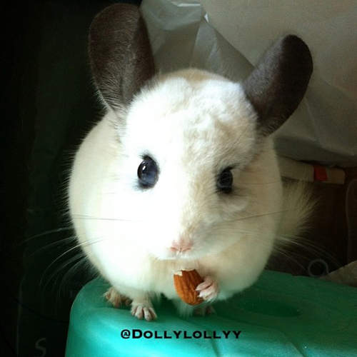 寵物龍貓《毛絲鼠》敲可愛表情人家要融化了啦～ෆ◕ㅂ◕ෆ