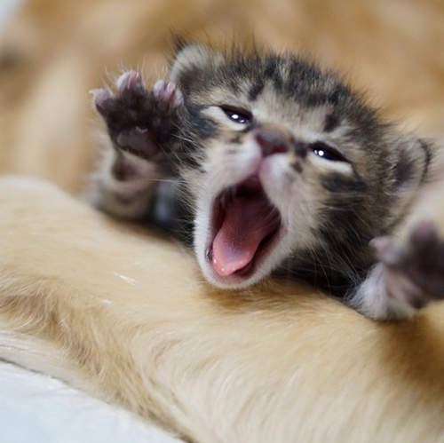 菇菇貓《哇沙比醬》主人開始飼養新的流浪小貓《一味》♥