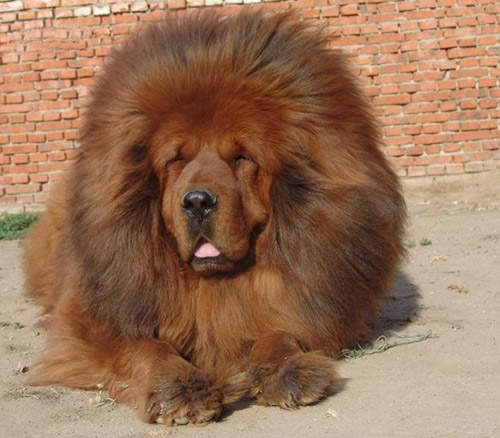 養隻可愛的《西藏獒犬》是炫富新招? 養隻可愛的《西藏獒犬》是炫富新招?