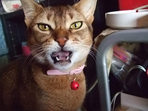 體味刺激注意!動物們的臭臭臉Flehmen反應(˚ 皿 ˚)  體味刺激注意!動物們的臭臭臉Flehmen反應(˚ 皿 ˚)