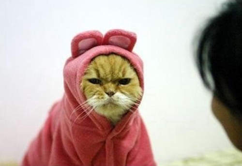 《惹貓嫌行為》被喵喵討厭的你必看（指）