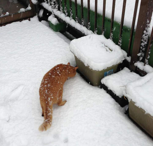《貓見雪反應》一場雪見百樣貓呀~( =`o`= ) 《貓見雪反應》一場雪見百樣貓呀~( =`o`= )