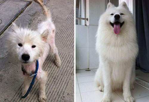 《流浪薩摩耶犬》遇到主人後變成超可愛的大狗狗♥♥♥