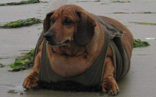 《胖狗減肥》瘦身前應該不只是臘腸等級...... 《胖狗減肥》瘦身前應該不只是臘腸等級......