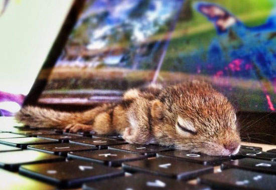 《愛睏小松鼠》走到哪睡到哪也太可愛O///O 《愛睏小松鼠》走到哪睡到哪也太可愛O///O