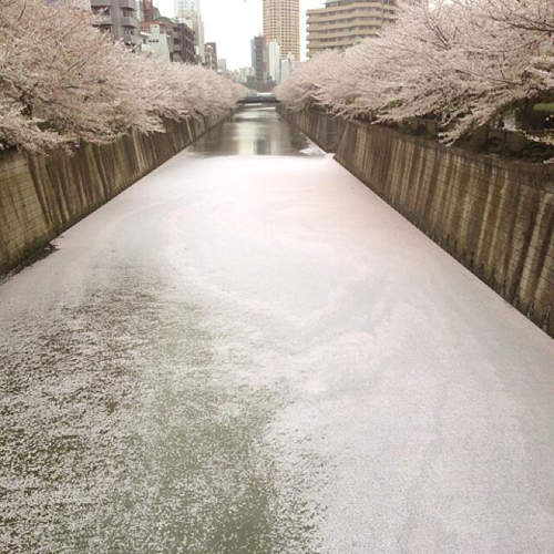 超夢幻的粉紅櫻花海♥ 沒錯櫻花正在謝啊啊啊啊啊...