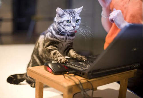 《CIA 特務貓》中情局派來的貓間諜？！