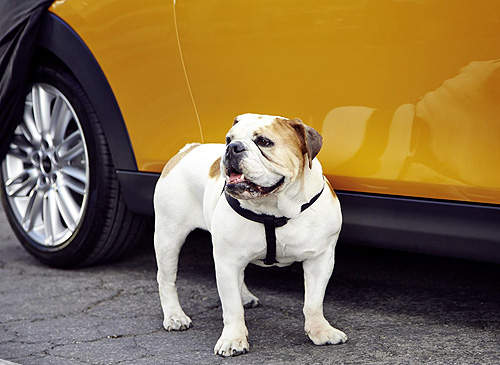 可愛狗狗搶鏡《新一代Mini Cooper》廣告開拍搞神祕