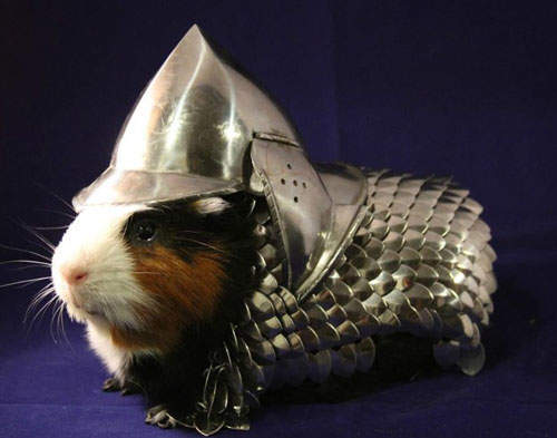 《天竺鼠盔甲》難道他們也能上戰場？