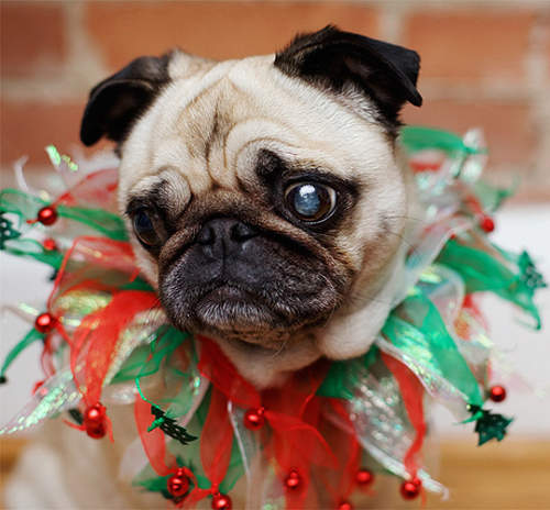 光棍節《有內涵網拍文案》下標的時候會不會有點心酸...XD 光棍節《有內涵網拍文案》下標的時候會不會有點心酸...XD