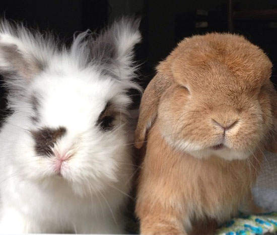 加拿大萌兔兄弟 蓬鬆鬆到我要融化了～