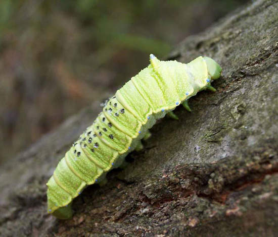 《會叫的毛毛蟲》再碰我我就要叫了唷 《會叫的毛毛蟲》再碰我我就要叫了唷