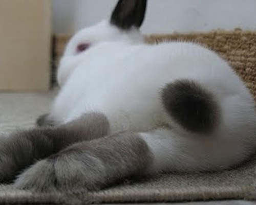 軟綿綿毛茸茸《兔屁屁》好銷魂 >< 軟綿綿毛茸茸《兔屁屁》好銷魂 ><