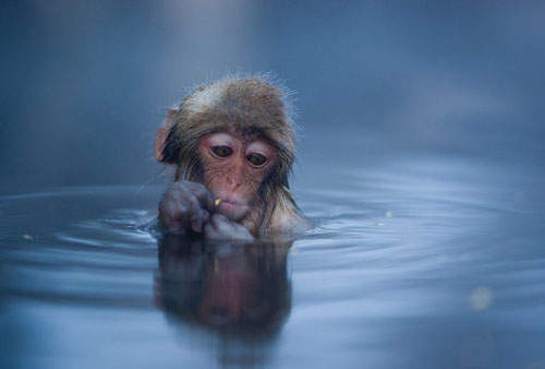 日本《溫泉雪猴》~泡湯的樣子也太舒服