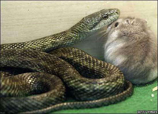 蛇跟倉鼠《食物變朋友》要一直相親相愛唷