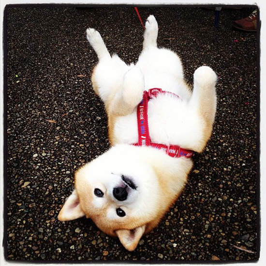 治癒《柴犬》光看著牠們心情就變好