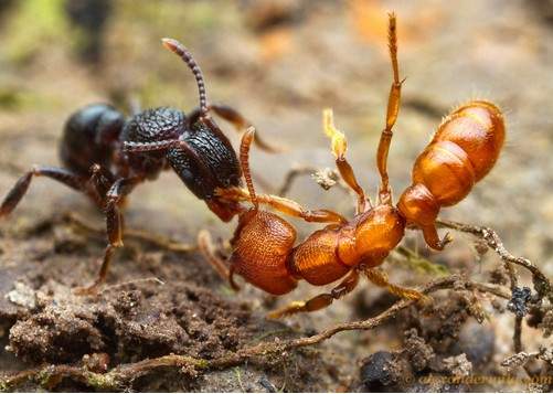 《螞蟻攝影集》其實螞蟻也是會打架的～