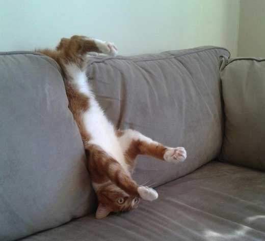 這些貓咪～都快忘記怎麼當貓啦～