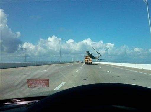 《絕妙timing照》想拍還不一定拍的到XD