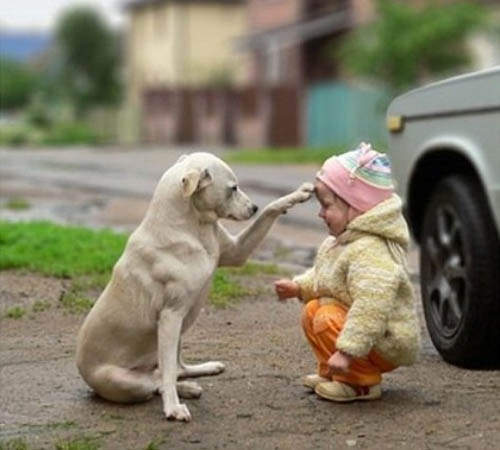 《小孩與寵物》這大概是世界上最純真的友誼了❤ 《小孩與寵物》這大概是世界上最純真的友誼了❤