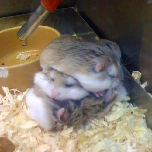 超卡哇伊的《倉鼠睡姿》睡到翻天大概就是這麼回事(✪д✪๑)✧ 超卡哇伊的《倉鼠睡姿》睡到翻天大概就是這麼回事(✪д✪๑)✧