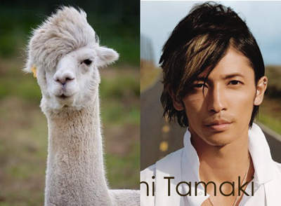 走在時尚尖端的《草泥馬》神帥髮型圖鑑