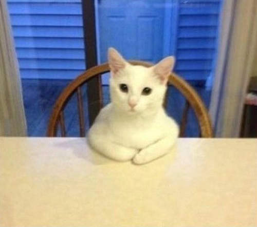 《等開動貓》是可以吃飯了沒?(怒喵) 《等開動貓》是可以吃飯了沒?(怒喵)