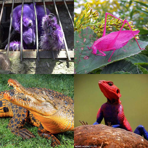 《彩色動物》我沒有PS~真的是這個顏色啦 《彩色動物》我沒有PS~真的是這個顏色啦