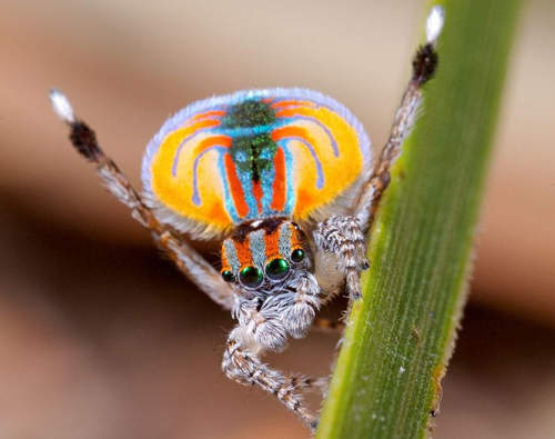 孔雀蜘蛛 會張開鮮豔腹部來求偶的奇特蜘蛛 孔雀蜘蛛 會張開鮮豔腹部來求偶的奇特蜘蛛