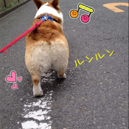 看了也好治癒的《柯基屁屁》ε٩(๑> ₃ <)۶з 看了也好治癒的《柯基屁屁》ε٩(๑> ₃ <)۶з