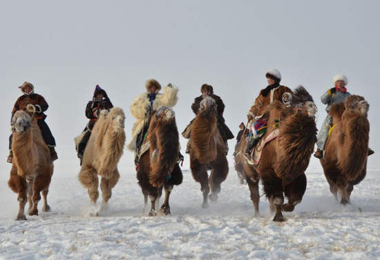內蒙古節慶《冰雪那達慕》在零下34度賽駱駝