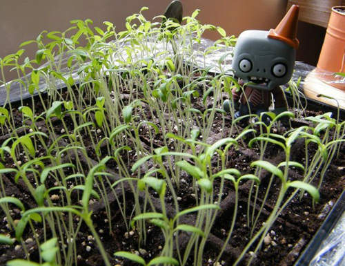 《植物大戰殭屍2》今夏到來?好歹也秀一點遊戲畫面嘛... 《植物大戰殭屍2》今夏到來?好歹也秀一點遊戲畫面嘛...