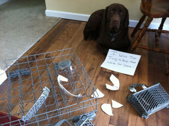 《壞狗狗掛牌示眾II》我其實不知道錯在哪;(