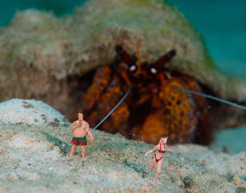 《水下小人國微景》寄居蟹來襲塊陶啊-- 《水下小人國微景》寄居蟹來襲塊陶啊--
