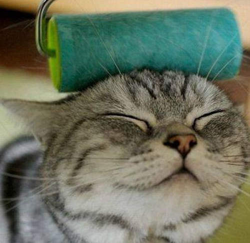 你家的貓也喜歡被清潔滾輪嚕嚕嗎？ (=´ᴥ`)