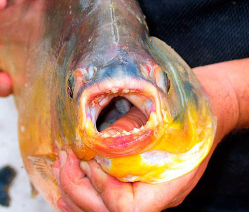 巴黎切蛋魚出沒注意 塞納河之中傳出蛋蛋的哀傷 巴黎切蛋魚出沒注意 塞納河之中傳出蛋蛋的哀傷