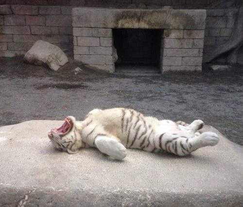 超無防備狀態的《小白虎》根本就是絨毛娃娃吧你～⚈̤꒫⚈̤