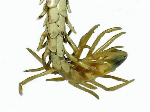 蛛尾拟角蝰 蛇身蜘蛛尾的特别奇型种看上去超